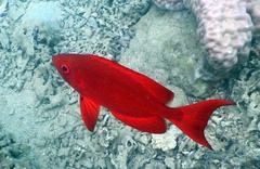 Priacanthus hamrur