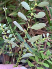 Phyllanthus caroliniensis