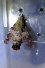 Macroglossum corythus