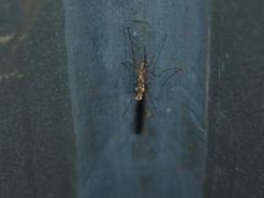Anopheles punctipennis