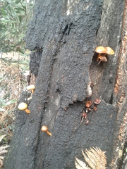 Gymnopilus suberis