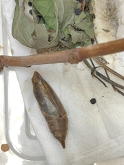 Macroglossum corythus