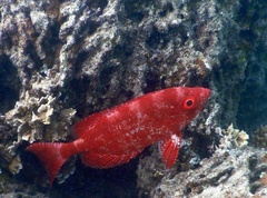 Priacanthus hamrur