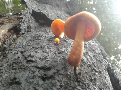 Gymnopilus suberis
