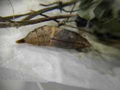 Macroglossum corythus