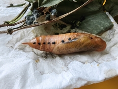 Macroglossum corythus