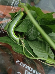 Macroglossum corythus