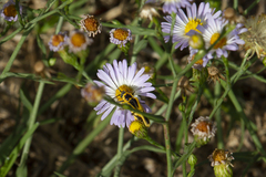 Chauliognathus scutellaris