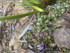 Viola serpentinicola
