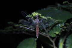 Libellula herculea