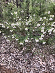 Pimelea
