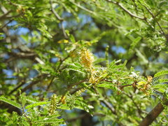 Prosopis affinis