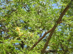 Prosopis affinis