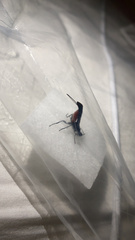 Atanycolus cappaerti