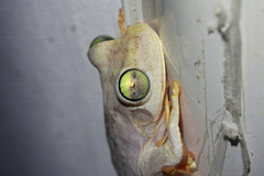 Boana platanera