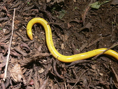 Schistometopum thomense