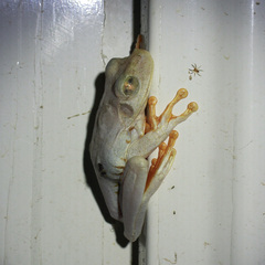 Boana platanera