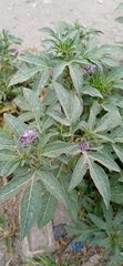 Solanum radicans
