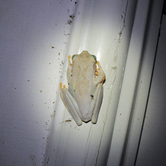 Boana platanera