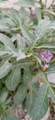 Solanum radicans