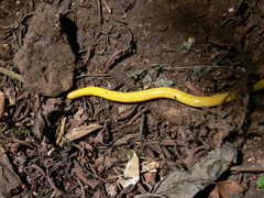 Schistometopum thomense