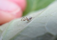 Eucarazzia elegans