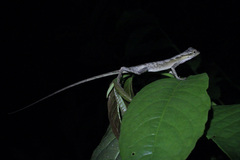 Anolis planiceps