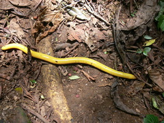 Schistometopum thomense