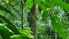 Galeopterus variegatus