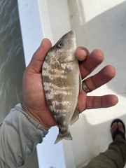 Orthopristis chrysoptera