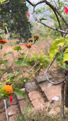 Tithonia rotundifolia