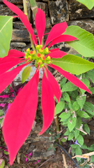 Euphorbia pulcherrima