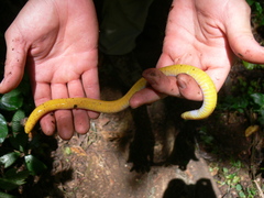 Schistometopum thomense