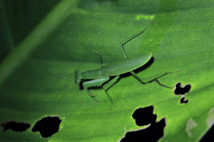 Tithrone roseipennis