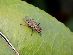 Anthomyia punctipennis