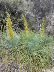 Aciphylla glaucescens