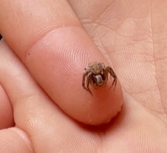 Xysticus