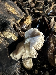 Lentinus tigrinus