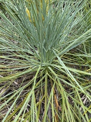 Aciphylla glaucescens