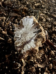 Lentinus tigrinus
