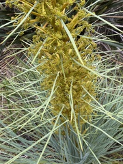 Aciphylla glaucescens