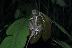 Anolis planiceps