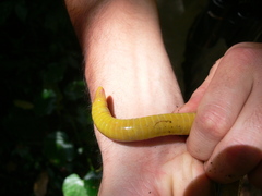 Schistometopum thomense