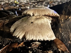 Lentinus tigrinus