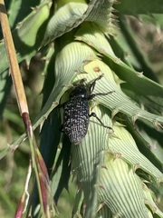 Heilipodus scabripennis