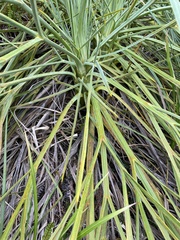 Aciphylla glaucescens