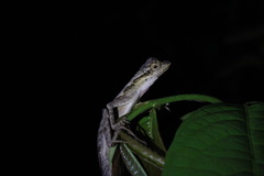 Anolis planiceps