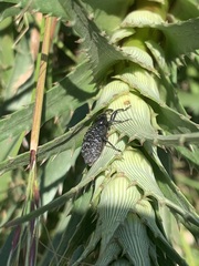 Heilipodus scabripennis