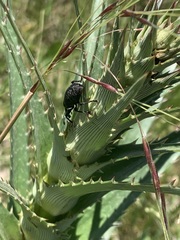 Heilipodus scabripennis