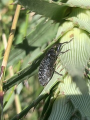 Heilipodus scabripennis